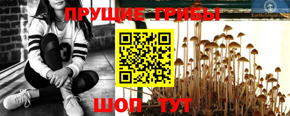 Псилоцибиновые грибы мицелий  Галлюциногенные грибы Psilocybe  Заводоуковск  Вход с VPN 
